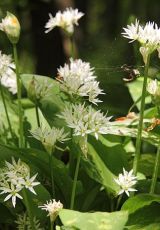 Baerlauch-Bluete NP Hainich